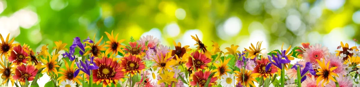 A vibrant collection of wildflowers in full bloom, showcasing a variety of colors including yellow, red, pink, white, and purple, set against a bright, blurred green background.